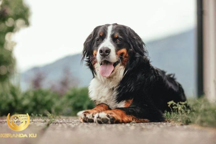 Cara Mensucikan Najis Anjing Sesuai Ajaran Rasulullah SAW Cara Mensucikan Najis Anjing Sesuai Ajaran Rasulullah SAW