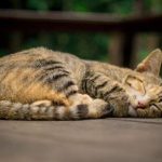 14 Arti Mimpi Kucing Mati, Kucing Hitam Mati dalam Islam, Apakah ...