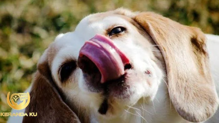 Cara Menghilangkan Najis Anjing dalam Hukum Islam | kumparan.com