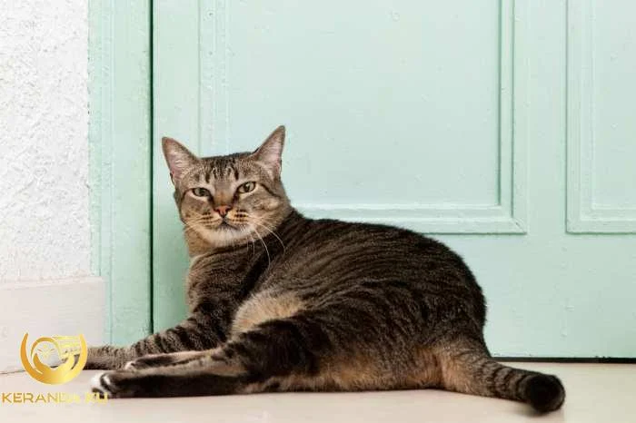 Nazfea Solehah: Cara Mengelakkan Kucing Datang Membuang Najis Di Luar Rumah Nazfea Solehah: Cara Mengelakkan Kucing Datang Membuang Najis Di Luar Rumah