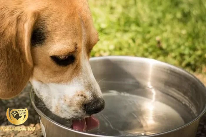 Cara Membersihkan Najis dari Air Liur Anjing Cara Membersihkan Najis dari Air Liur Anjing