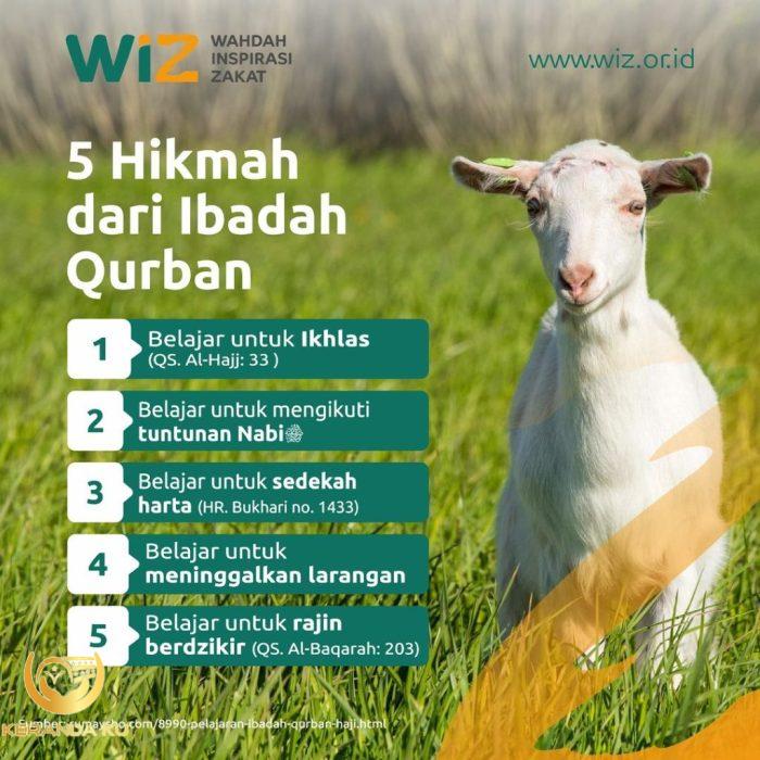 5 Hikmah Dari Ibadah Qurban – WAHDAH INSPIRASI ZAKAT 5 Hikmah Dari Ibadah Qurban – WAHDAH INSPIRASI ZAKAT
