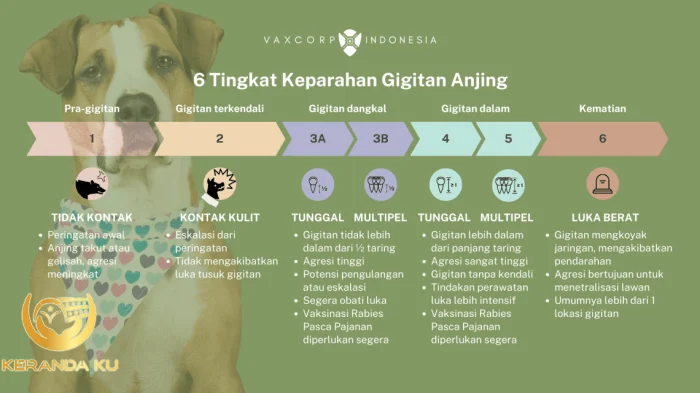 Cara Menghilangkan Najis Anjing, Umat Muslim Harus Simak!