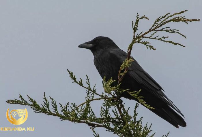 Berkat 'Black Box' Chery Akhirnya Tahu Penyebab Tiggo 8 CSH Mati Mendadak!