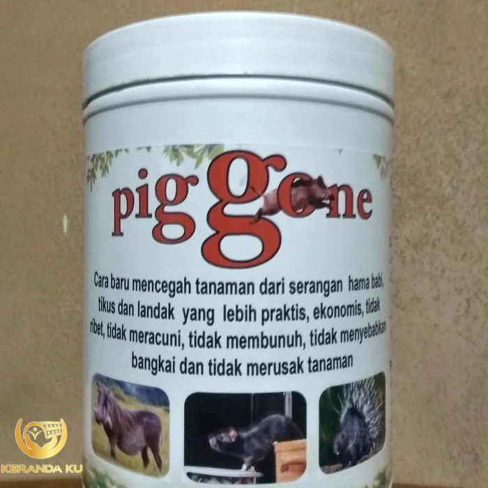Cara AMPUH Menghilangkan Bau Kotoran BABI. Peternakan babi di Bali ... Cara AMPUH Menghilangkan Bau Kotoran BABI. Peternakan babi di Bali ...