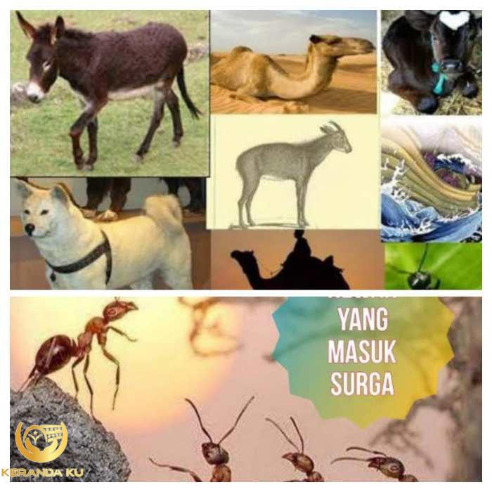 Kebenaran! 7 Hewan Ini Ternyata Boleh Dibunuh Dalam islam || Hewan Yang ...