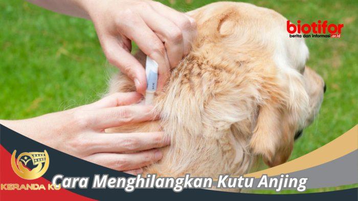 Cara Membersihkan Najis Anjing Menurut Islam | kumparan.com