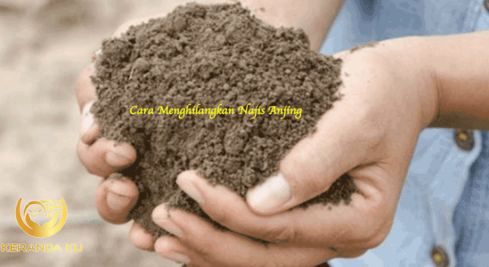 Cara Menghilangkan Najis Anjing dan Hukum Memeliharanya - BAMS