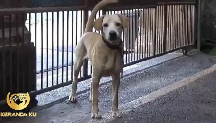Cara Menghilangkan Najis Air Liur Anjing dan Hukum Mengganti Tanah ...