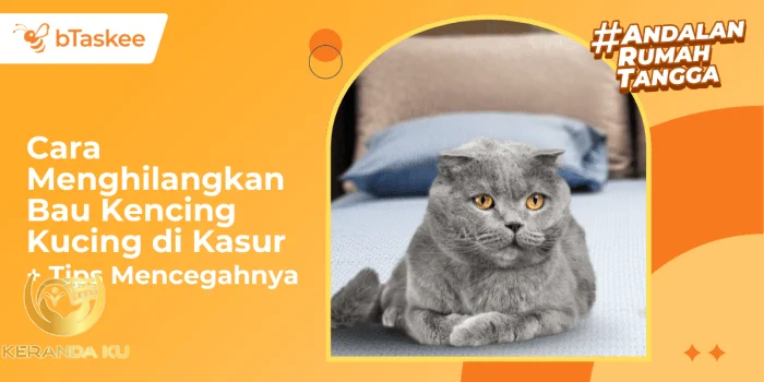 Cara Menghilangkan Bau Kencing Kucing di Kasur + Tips Mencegahnya Cara Menghilangkan Bau Kencing Kucing di Kasur + Tips Mencegahnya
