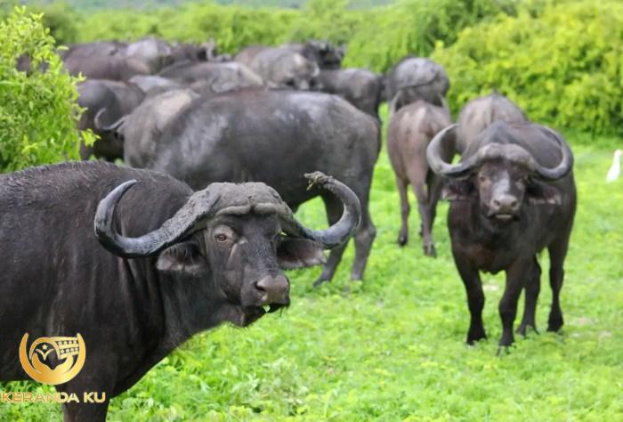 Cara dan Doa Menyembelih Ayam Ternak sesuai Sunnah agar Halal ...