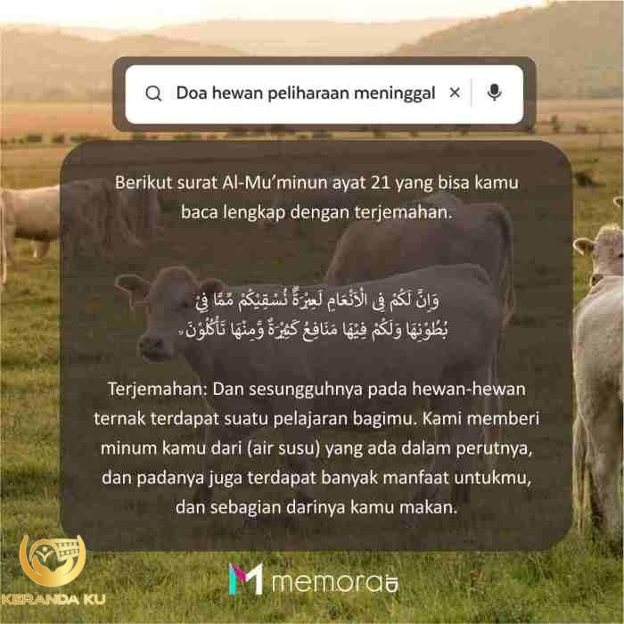 Kemanakah ruh hewan setelah mati menurut islam
