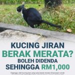 Tips Cara Mudah Bagaimana Nak Ajar Kucing Anda Buang Najis Di Tandas