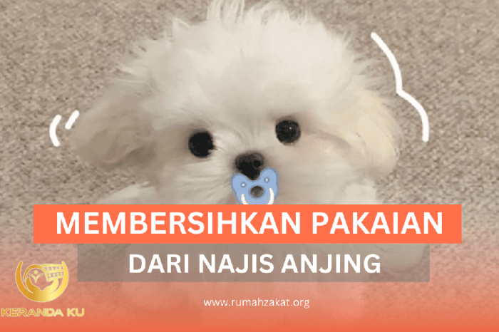 PENTING! INI CARA MEMBERSIHKAN NAJIS ANJING DARI PAKAIAN - Rumah Zakat