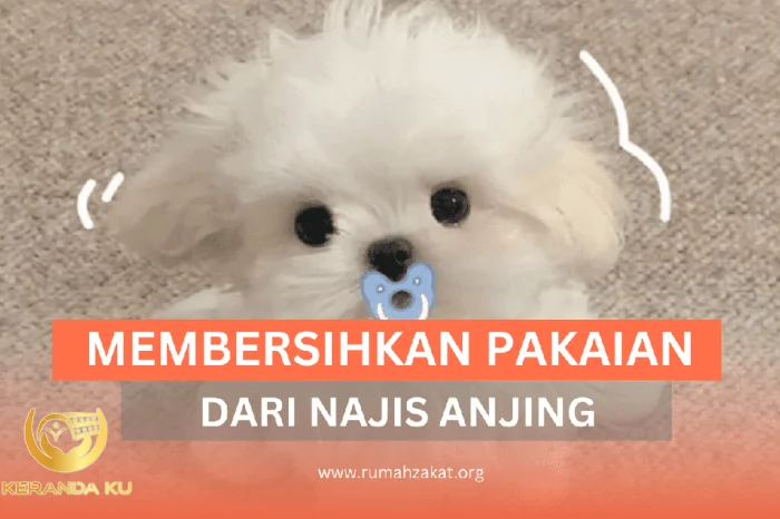 PENTING! INI CARA MEMBERSIHKAN NAJIS ANJING DARI PAKAIAN - Rumah Zakat PENTING! INI CARA MEMBERSIHKAN NAJIS ANJING DARI PAKAIAN - Rumah Zakat