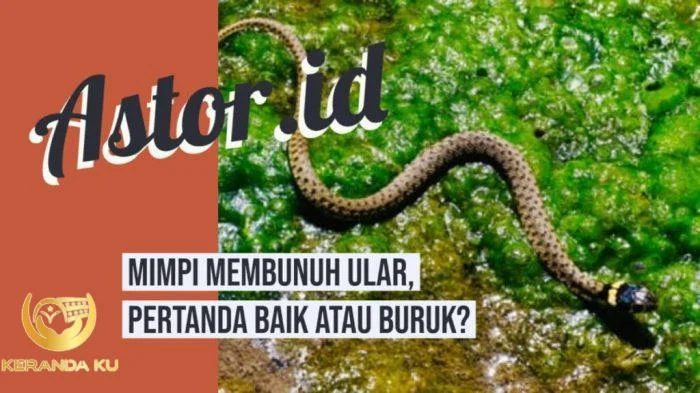 Mimpi membunuh ular tapi tidak mati menurut islam