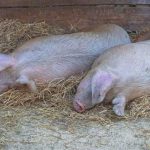 Cara menghilangkan najis makan babi