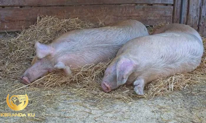 Cara mengusir babi dari kebun Cara menghilangkan najis makan babi