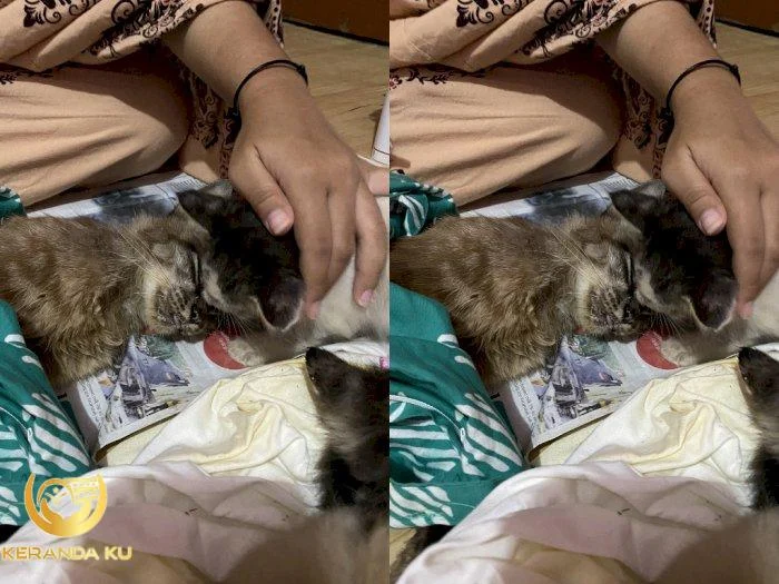 Cara Mengubur Kucing Yang Baik Dalam Islam Agar Berkah - tanda kucing ...